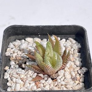 Haworthia attenuata f. variegata