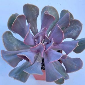 Echeveria " Trumpet Premium"