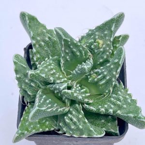 Faucaria tuberculosa