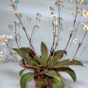 Crassula rosularis