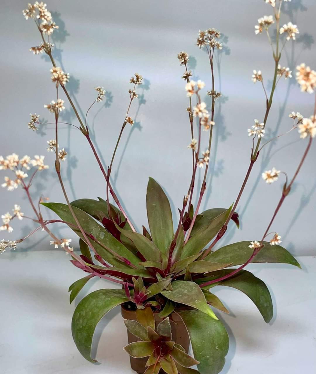 Crassula rosularis