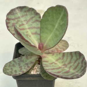 Kalanchoe humilis