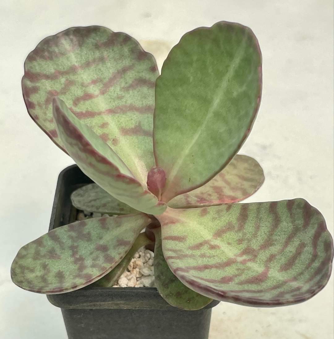 Kalanchoe humilis