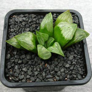 Haworthia mutica cv. Byakuya
