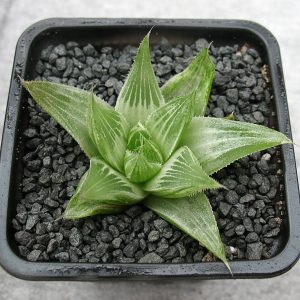 Haworthia retusa cv. Grey Ghost