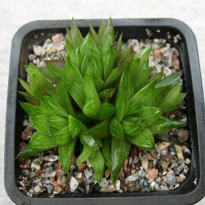 Haworthia vittata