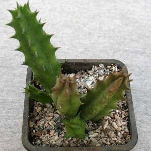Huernia concinna