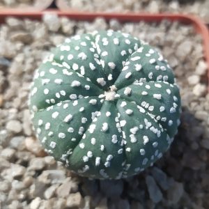 Astrophytum asterias ‘Super Kabuto’