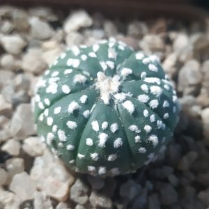 Astrophytum asterias ‘Super Kabuto’