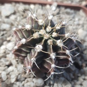 Gymnocalycium friedrichii