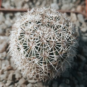 Coryphantha panarottoi MG