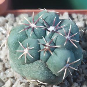Thelocactus hexaedrophorus