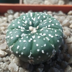 Astrophytum asterias ‘Super Kabuto’