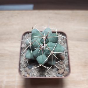 Thelocactus hexaedrophorus