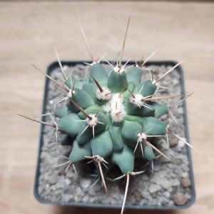 Thelocactus lophothele v. longispinus