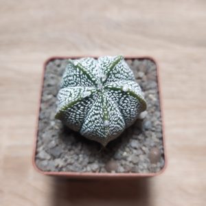 Astrophytum hybr. cv. Super Kabuto (5 ребер)