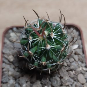 Echinofossulocactus gladiatus
