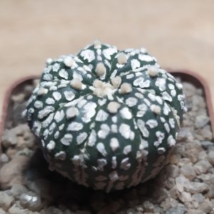 Astrophytum asterias cv. Super Kabuto