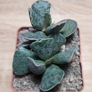 Adromischus cooperii