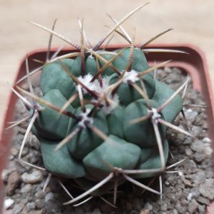 Thelocactus hexaedrophorus var. fossulatus