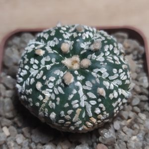 Astrophytum asterias cv. Super Kabuto