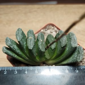 Haworthia truncata