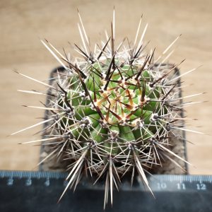 Lobivia aurea v.fallax