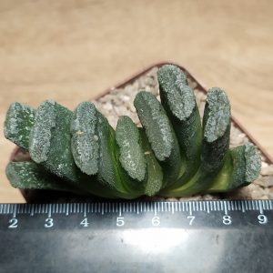 Haworthia truncata