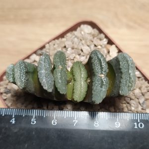 Haworthia truncata
