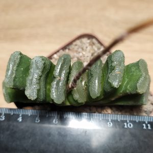 Haworthia truncata