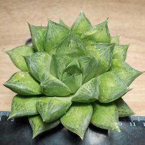 Haworthia hybr. cymbiformis x truncata