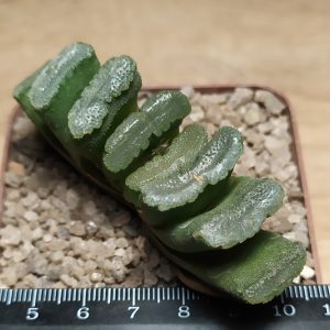 Haworthia truncata