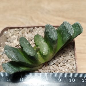 Haworthia truncata