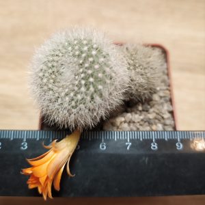 Rebutia muscula