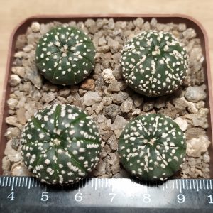 Astrophytum asterias cv. Super Kabuto