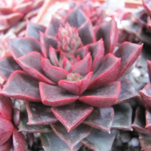 Echeveria purpusorum Red   ( hybrid Lipskiy )