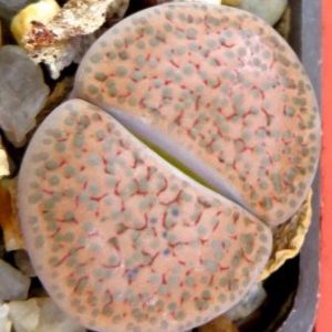 lithops fulviceps lactinea