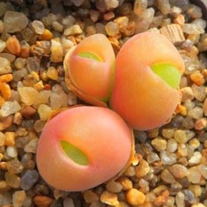 gibbaeum pilosulum