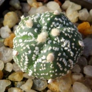 astrophytum kikko 5 pibs