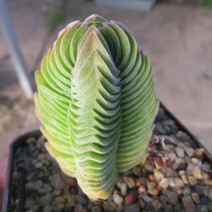 crassula buddha's temple