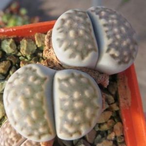1596.9 lithops hallii Klippunt