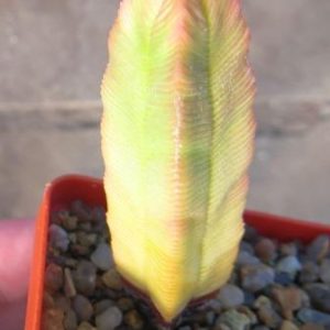 crassula quadrangularis