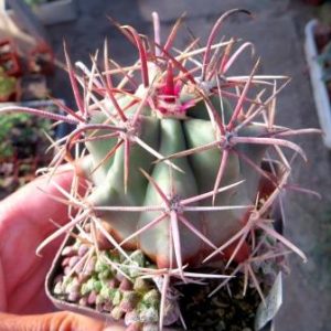 ferocactus gracilis Kohres