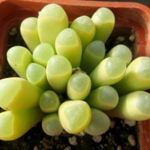 fenestraria rhopalophylla