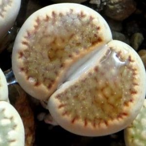 lithops salicola reticulata
