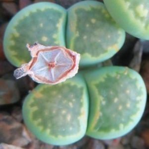 lithops julii fulleri green