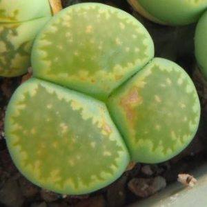 lithops julii fulleri green