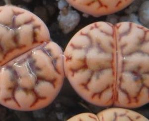 1562 lithops bromfieldii v mennellii C44