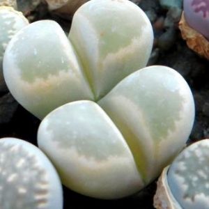 lithops hybrid