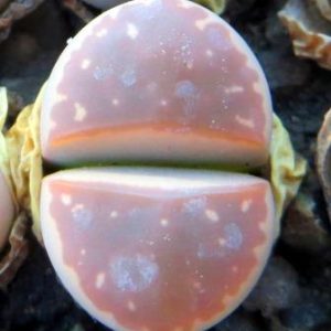 lithops olivacea c 162